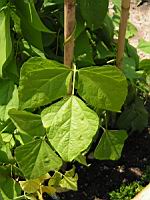 Haricots (02) (Photo F. Mrugala)